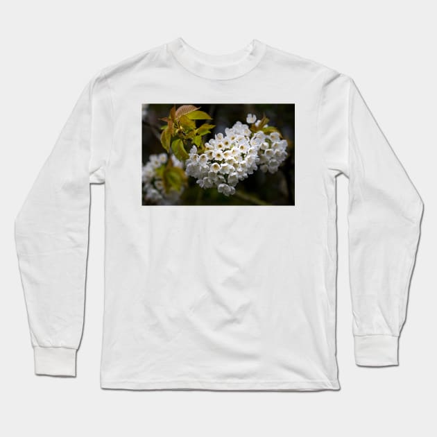 Japanese Cherry blossom in a shaft of light Long Sleeve T-Shirt by Violaman